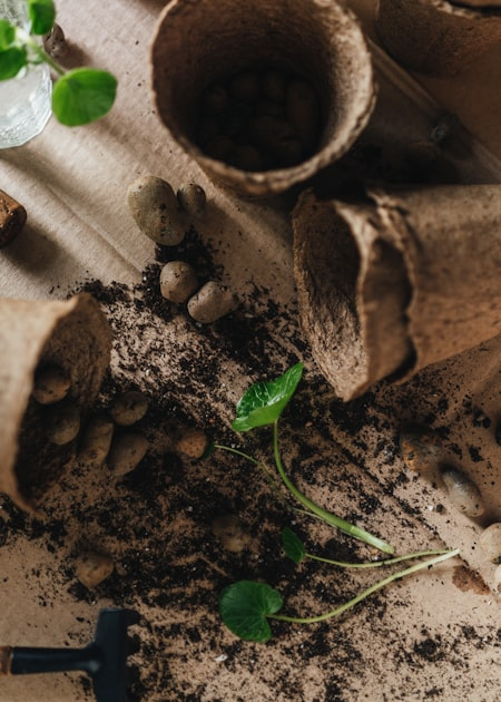 The Role of Volunteers in Community Gardens